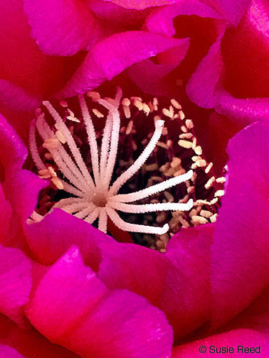 Close-up of the white center of a magenta cactus flower